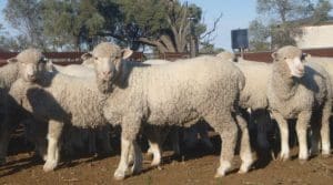 These July-August drop Poll Dorset cross lambs, 14.7kg cwt and score 1, sold for $90, at Bourke, NSW, on AuctionsPlus last week.