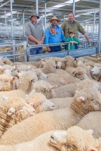 Mark Rayner left and Roger Rayner of Willowview, Yass, with Phill and Lucas Butt from Butt Livestock Property sold 100 crossbred suckers to a top of 136 at the South Eastern Livestock Exchange, Yass, NSW, this week.
