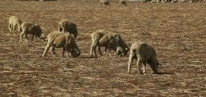 Sheep feeding on grain in crop stubble.