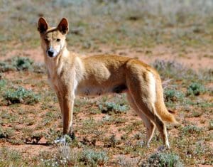 wild-dog-queensland-2016