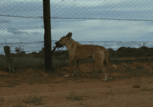 A wild dog triggering a canid pest ejector in north west NSW. Photo - Grant Davis.