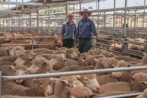 Bec Boothman and Jock Duncombe of Duncombe & Co Livestock sold these crossbred lambs for Daniel Hewitt 'Harold Park', Lost River Wheeo for $156 at SELX Yass.