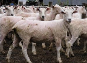 These 17-18 month-old composite ewes sold for $203 at Kalangadoo, SA, on AuctionsPlus last week.