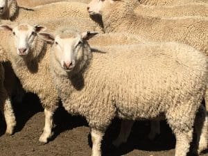 These June-August drop composite wether lambs, 16.9kg cwt and score 2, sold for $115.50 at Pigeon Ponds in Victoria on AuctionsPlus last week.