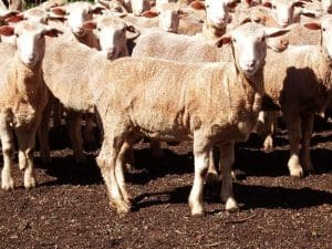These March-April drop ealry November shorn White Suffolk cross lambs, 18.2kg cwt and mostly score 3, sold for $117 at Dookie in northern Victoria on AuctionsPlus this week.
