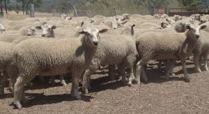 These August-September drop White Suffolk cross lambs, 14.2kg cwt, sold for $100 at Bundarra, NSW, on AuctionsPlus yesterday.