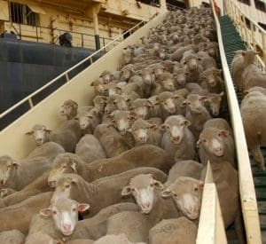 live-export-sheep-picture-rspca