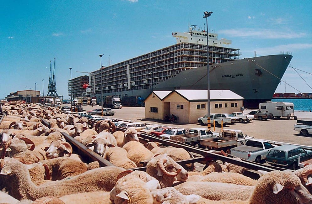 live-export-sheep