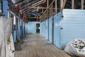 The Cheviot Hills shearing shed.