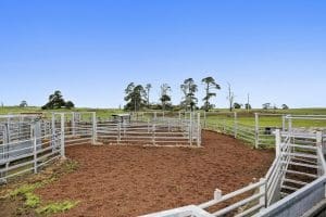 The Cheviot Hills cattle yards.