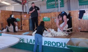 Elmore trial sheep being shorn.