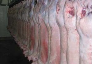 lamb-carcases-processing-picture-uwa