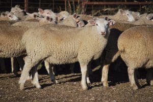 These August-September drop composite wether lambs, 17.1kg cwt and score 1, sold for $119 at Orange, NSW, on AuctionsPlus yesterday.