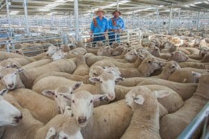 Macauly Harvie and Phill Butt, Butt Livestock & Property, with the Yass market’s top price $169 lambs from Steve and Roz Hicks, Greenshades Pasteral, Wallenbeen.