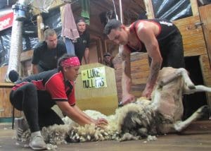 Te Awamutu shearer Luke Mullins at Waitara Station in Hawke’s Bay, NZ. Picture - Shearing Sports NZ.