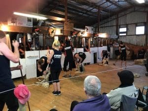 the-world-record-lamb-shearing-record-in-progress-this-week-picture-shearing-sports-nz