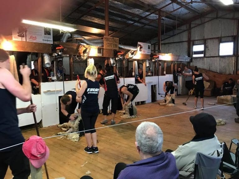 World shearing records fall in New Zealand Sheep Central