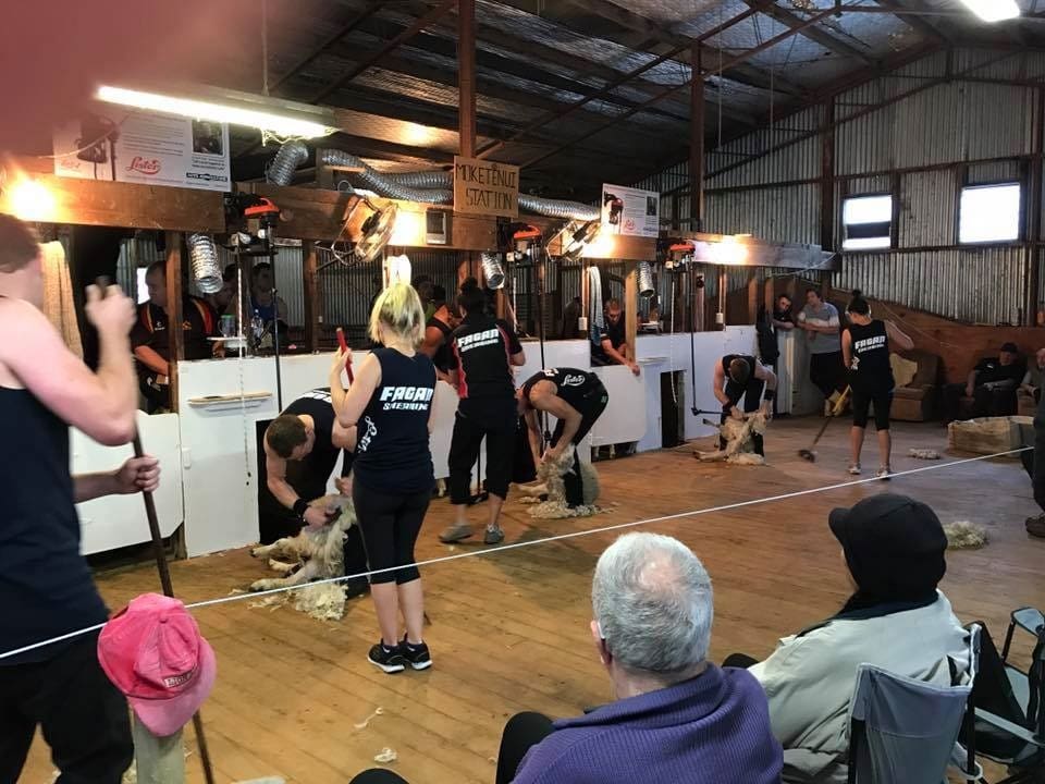 World shearing records fall in New Zealand Sheep Central