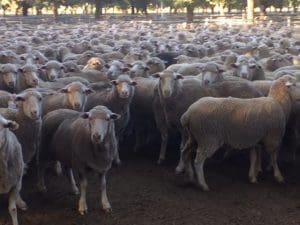 These 2011 drop Dohne ewes sold for up to $198 at Deniliquin on Friday.