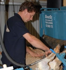 A sheep being shorn in an early upright shearing platform.