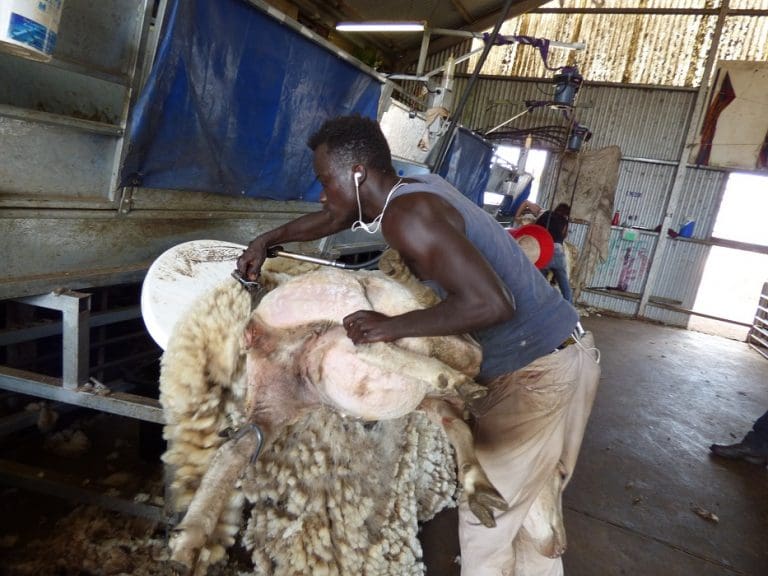 Platform shearing has shearer safety and sheep welfare advantages