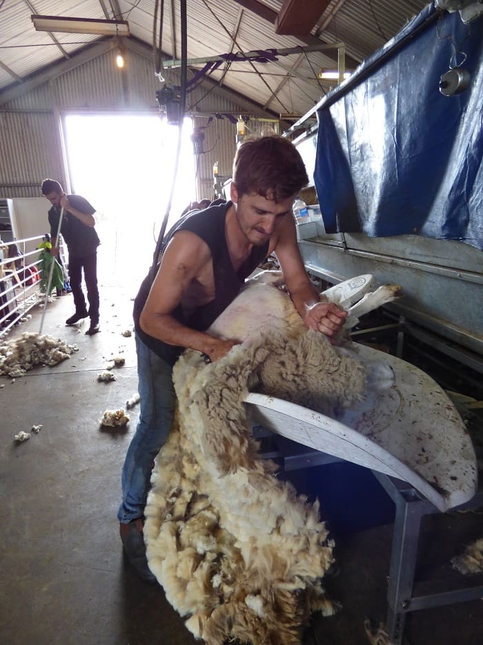 Platform shearing has shearer safety and sheep welfare advantages ...