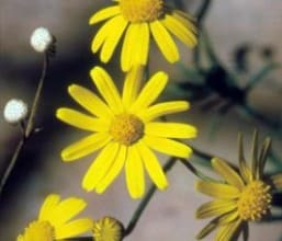 Flowering fireweed. Picture - NSW DPI.