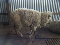 A Humpy Back sheep.