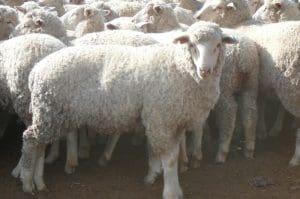 These August September drop Coolalee-Merino cross lambs, 17.1kg cwt, sold for $110 at Thallon, Queensland, on AuctionsPlus yesterday.