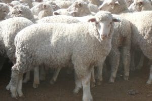 These August September drop Coolalee-Merino cross lambs, 17.1kg cwt, sold for $110 at Thallon, Queensland, on AuctionsPlus yesterday. 