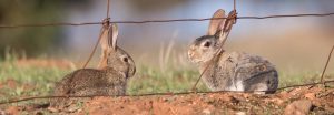 rabbits-picture-iacrc
