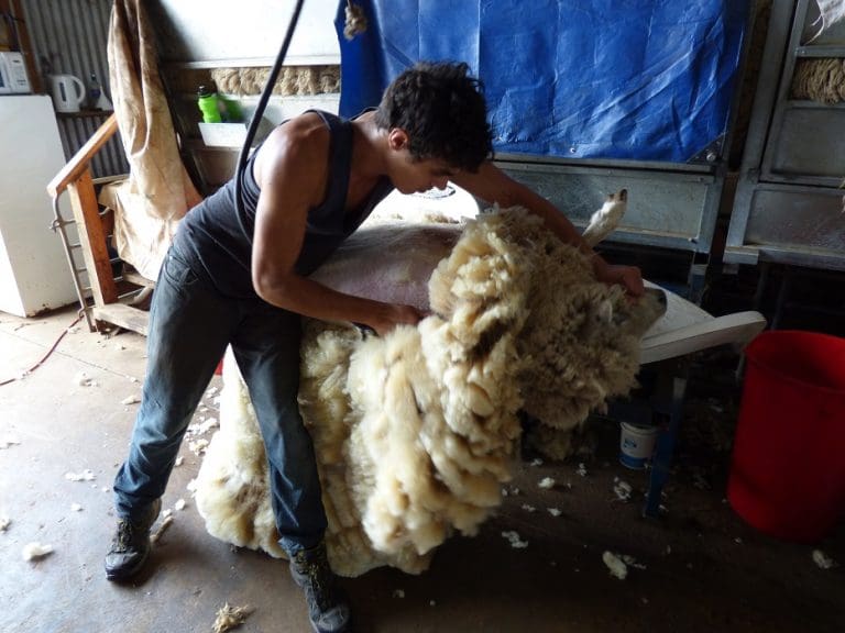 Platform shearing comes to Victoria to resolve heavy sheep issues Sheep Central