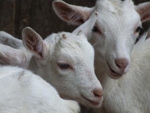 Saanen dairy goat kids without ear tags. Picture - Dairy Goat Society of Australia.