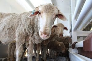 Sheep on the Al Shuwaikh in Port Adelaide.