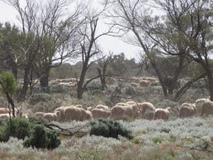 sheep-outback-nsw