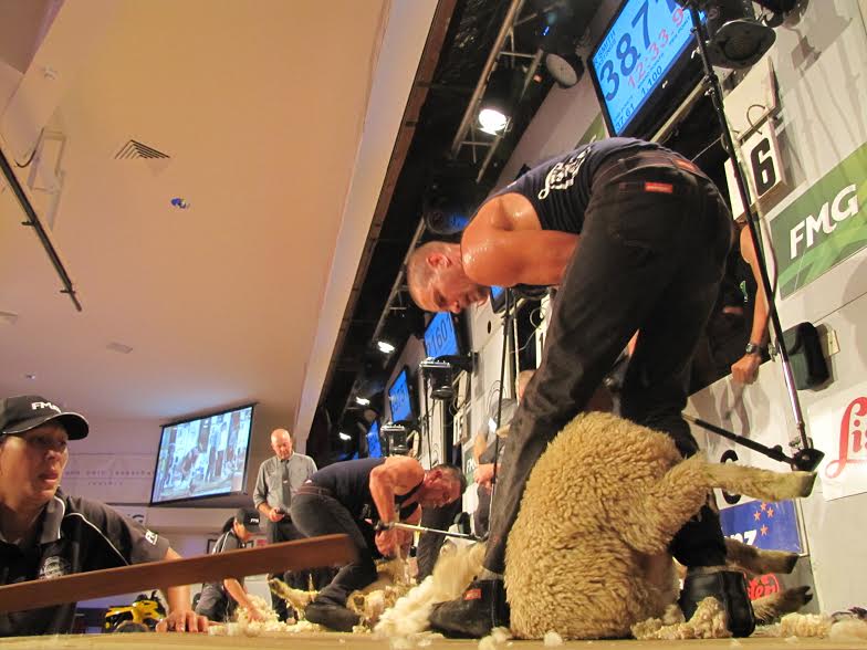 New Zealand shearing and wool champions have a big weekend Sheep Central