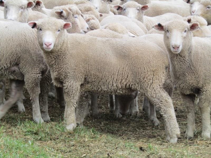 Lamb and mutton prices jump as rain falls and sellers favour saleyards