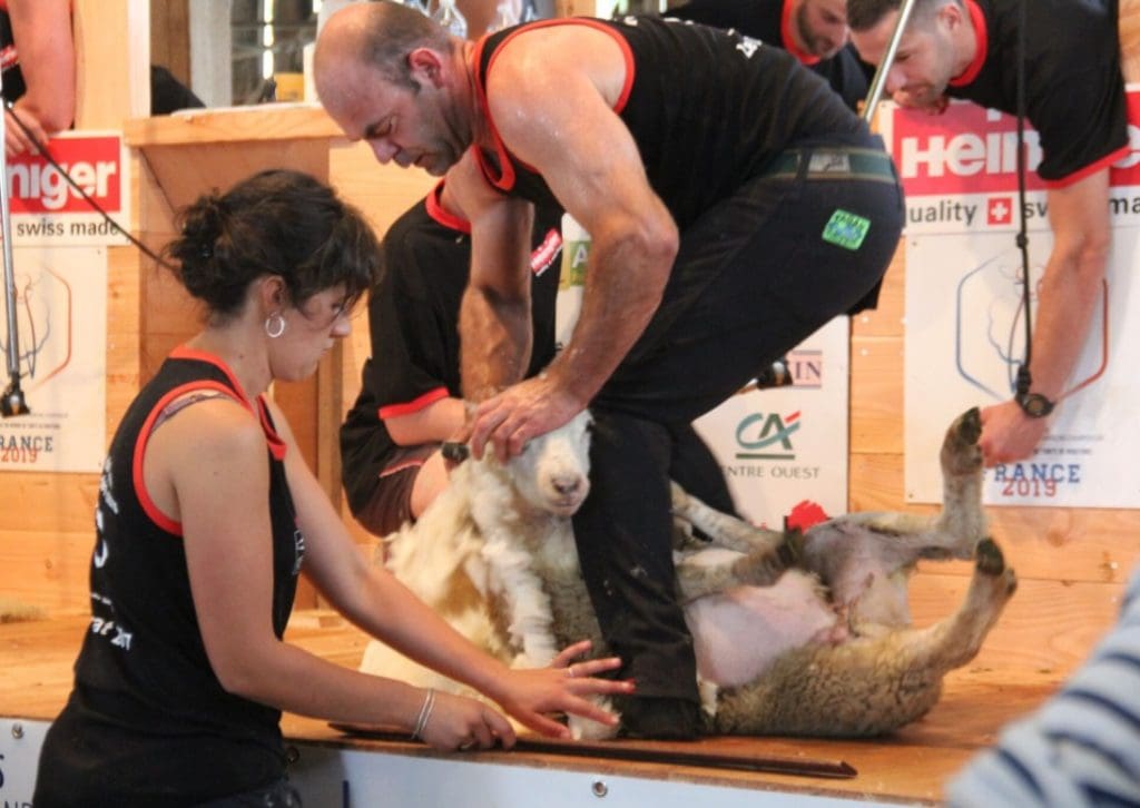 French shearers set first sheep shearing record of 1328 in 9 hours