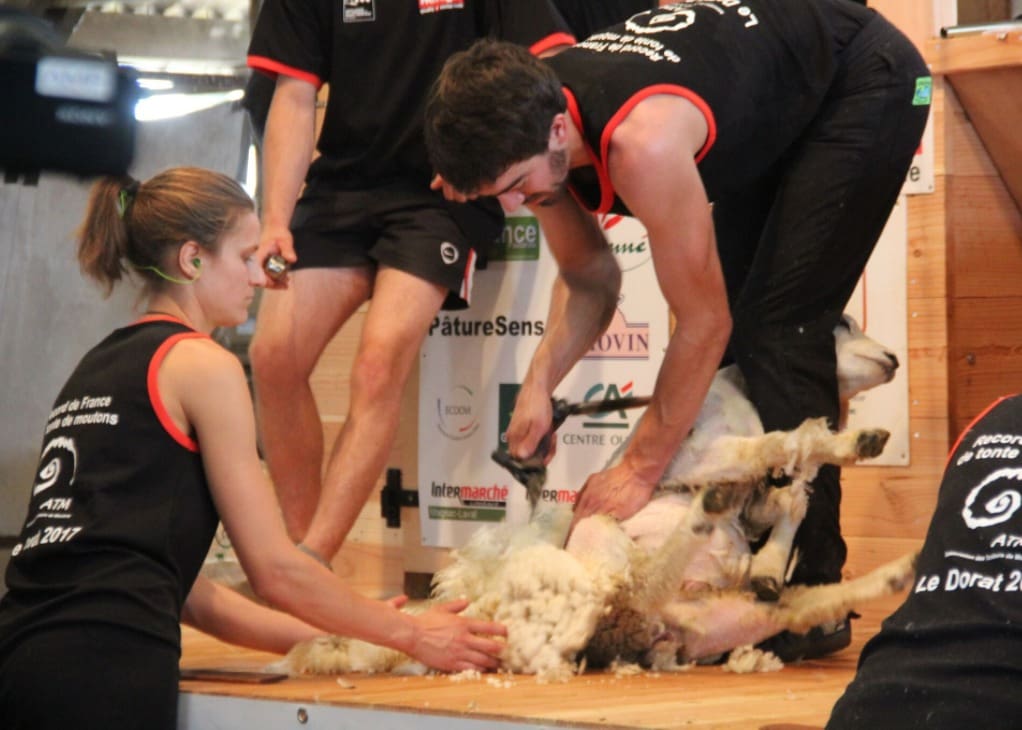 French shearers set first sheep shearing record of 1328 in 9 hours