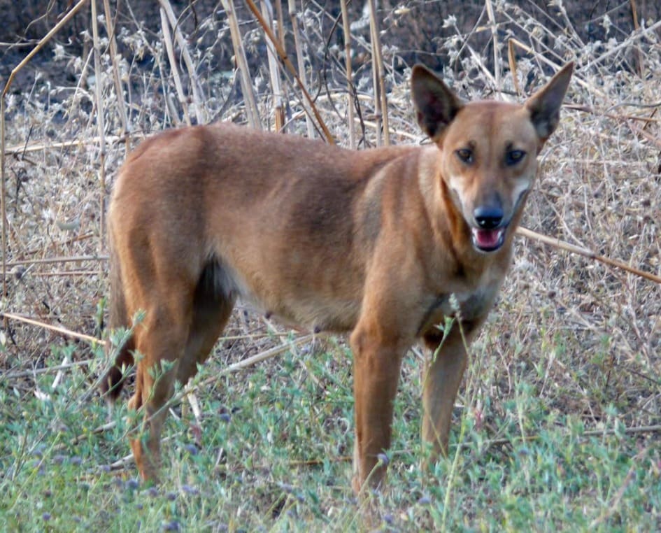 Wild dog control focus turns periurban with northern NSW survey