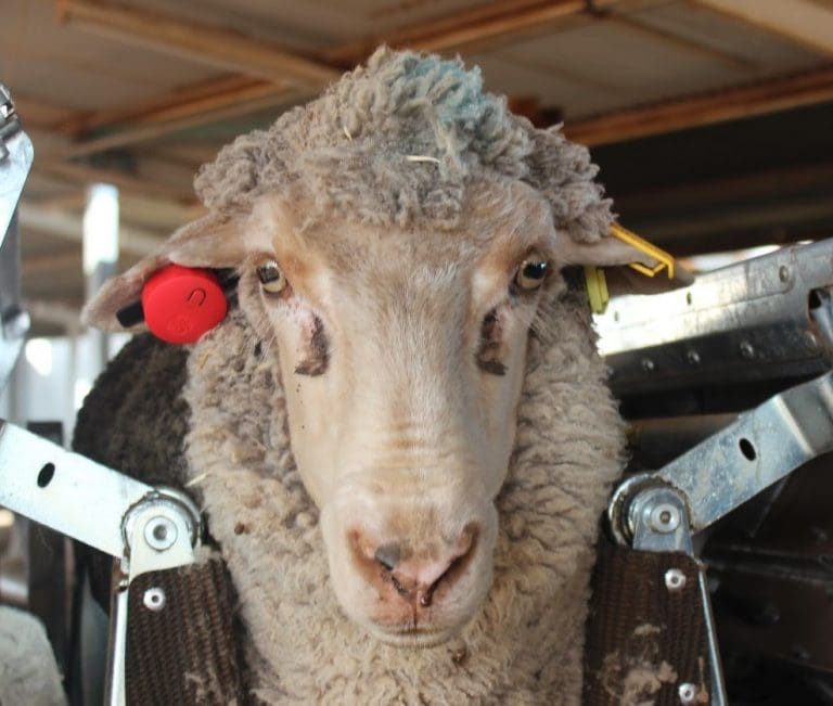 Sheep smart tags achieve 96pc pedigreed accuracy within 48 hours