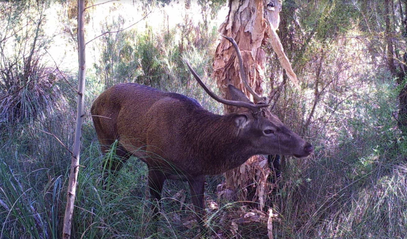 Goats, deer and a creepy creeper photos win invasive species ...