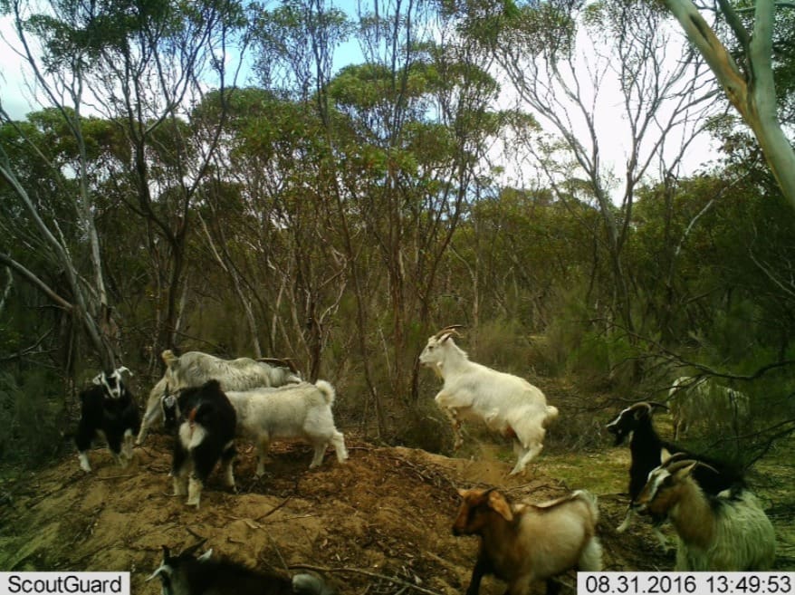 Goats, deer and a creepy creeper photos win invasive species
