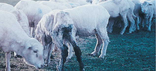 South Australia brings in Ovine Johne's Disease and footrot changes ...