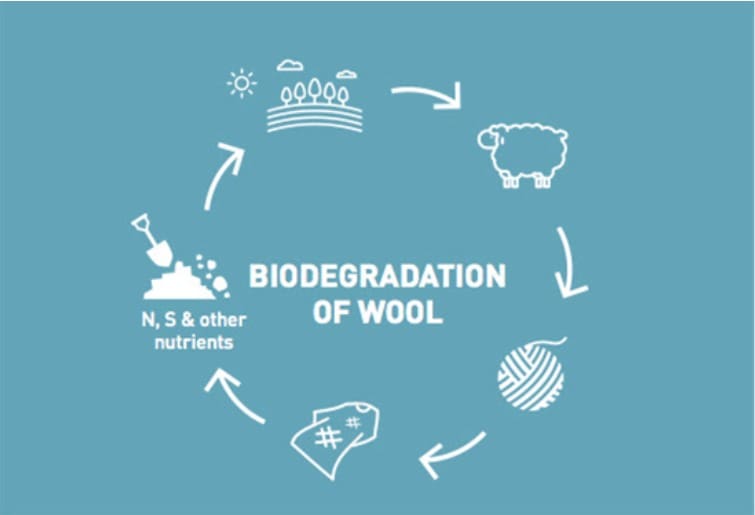 Wool and cotton spin the yarn of natural fibre biodegradability Sheep