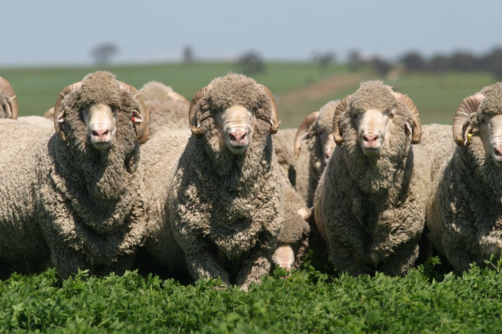 Merino rams 9 Sheep Central
