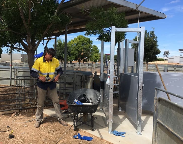 Ouyen saleyard installs Victoria's first sheep EID scanners, Hamilton