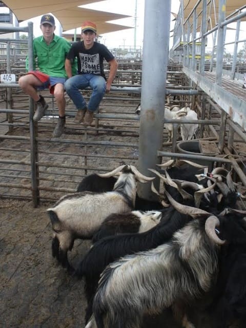 Griffith Goat Lot Feeders Pay 105 For Boer Wethers At Dubbo