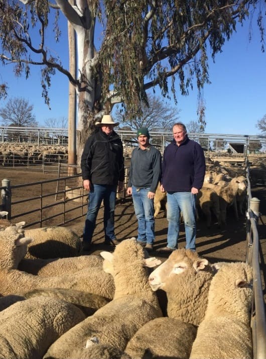 Merino lamb prices peak at record 235 at Wagga Wagga as supplies