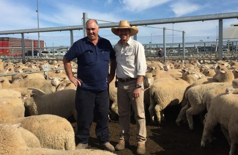 Forbes cracks 300 lamb mark and supplies plenty of cheap lamb options